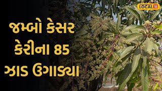 Farming Tips | જબરો ખેડૂત! જમ્બો કેસર કેરીના 85 ઝાડ ઉગાડ્યા, એક ફળનું વજન 500 ગ્રામ | Local 18