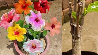 4 colour flowers Grafting on a single hibiscus plant/Multiple grafting on hibiscus plant