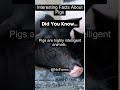 Interesting Facts About Pigs