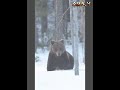 تعرف على الدب البني معلومات وأسرار learn about the brown bear facts and secret viral_video foruyou