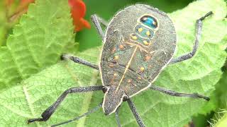 Erthesina Acuminata // Pentatomidae // colorful Insect