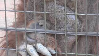 【フトシ(♂)とキャンディー(♀)】オランウータン Orangutan【千葉市動物公園】