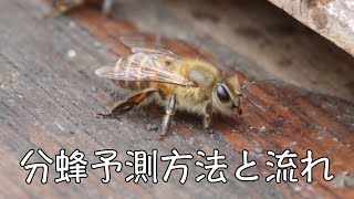 分蜂予測方法と発生の仕組み【ニホンミツバチ】