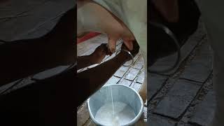 வேகமாக பால் எப்படி கறப்பது | திறந்த முறையில் பால் கறப்பது எப்படி | milk | kalnadai tholan | பால்