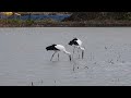 鳴門コウノトリ 2024 11 19 撮影 成長記録 徳島県鳴門市