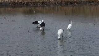 鳴門コウノトリ 2024/11/19 撮影 成長記録 徳島県鳴門市