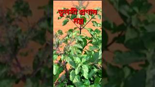 #তুলসীপ্রণামমন্ত্র। Tulsi Pranam Mantra। Tulsi Mantra। তুলসী প্রণাম মন্ত্র। #shortsvideo