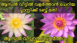 ആമ്പൽ തൈകൾ പ്ലാസ്റ്റിക് ടബ്ബിൽ നടുന്നരീതി || How to plant amber seedlings in a plastic tub ||