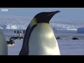 emperor penguins fight over mate bbc earth