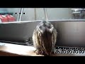 シマリスってきれい好き★squirrel