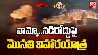 వామ్మో...నడిరోడ్డుపై మొసలి విహారయాత్ర |   Crocodile Hulchal | Maharastra | BIGTV Hyderabad