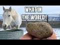 Rescued Auction HORSE is hiding something!  🪨 an Enterolith!