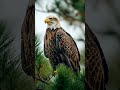 wild eagle captured by wildlife photographer