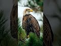 wild eagle captured by wildlife photographer