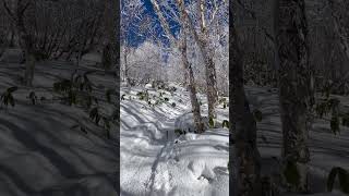 大型犬と雪山登山「ゴールデンドゥードルと雪の根子岳（長野県）で尻セードを楽しむ」