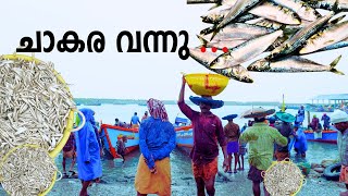 തോട്ടപ്പള്ളി ഹാർബർ കാഴ്ച | Thottappally Fishing Harbour |Best Seafood in kerala Thottappally