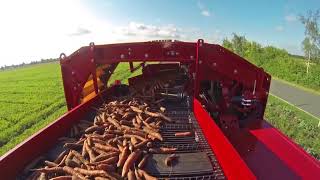 GRIMME SV 260 | 2 row Bunker Harvester | carrot harvest