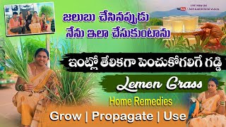 మన గార్డెన్ లో జలుబుకు దగ్గుకు ఒక్క మంచి Medicinal Plant _ Lemon Grass #garden #harvest