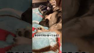 ぽっちゃりなチワックス