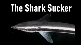 The Sharksucker: The Fish That Sucks The Most