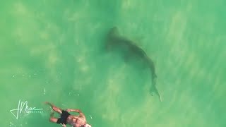 Huge hammerhead shark circles clueless swimmer in Florida