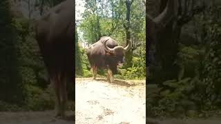 Nilgiri Bison | yaz view #nilgiris #bison #wildlife #wildanimals