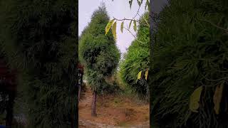 Chimney Heritage Park | Chimney Heritage Garden | Baman Dhura Forest | Kurseong #short #shortvideo