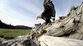 GoPro - Eagle Steals A GoPro Camera