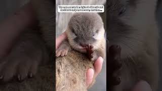 The man rescued an injured otter cub and decided to help her recover, and then…