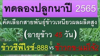 EP.02-การเปรียบเทียบข้าวเหนียวCPRice888\u0026กขแม่โจ้2_อายุข้าว45วัน