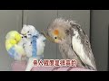 玄鳳鸚鵡讓人討厭的5個缺點，看完還有勇氣養嗎？新手須知