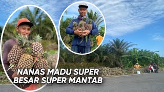 BEGINILAH KERJA DI MALAYSIA PANEN NANAS MADU SUPER BESAR SUPER MANTAB DI TANAH GAMBUT MALAYSIA