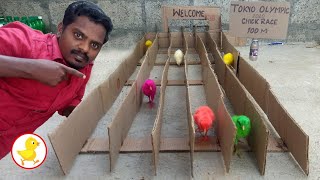 Amazing chick 🐥🐥 race with fun | கோழி குஞ்சிகளின் அட்டகாசம் | Mister Black