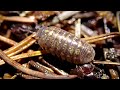 woodlouse the terrestrial isopod nature now rolly polly