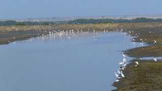 頂山賞鳥亭+學甲濕地2022/10/2(星期日)