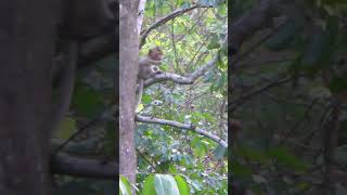 Monkeys are very abundant in the wild 2 #wildlife #monkey #animals