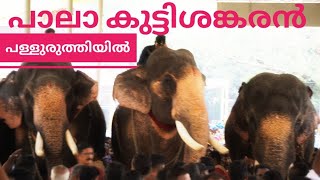 പള്ളുരുത്തി ഉത്സവം | പാലാ കുട്ടിശങ്കരൻ | Palluruthy Maholsavam | Kerala Elephant Heroes