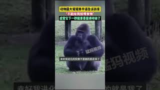 動物園大猩猩用手語告訴游客，“不能給我投喂食物”，感覺它下一秒就要委屈得碎掉了