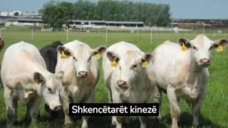 Shkencëtarët kinezë klonojnë 'superlopët' që prodhojnë 18 tonë qumësht në vit