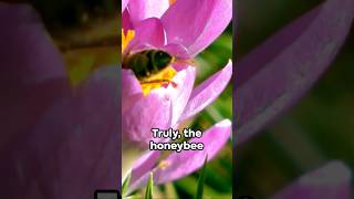 Buzzing Facts: The Incredible Honeybee