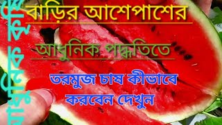 আধুনিক পদ্ধতিতে তরমুজ চাষ কীভাবে করবেন দেখুন 🍉🍉🍉