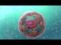 Biology Cell Structure I Nucleus Medical Media