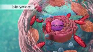 Biology: Cell Structure I Nucleus Medical Media