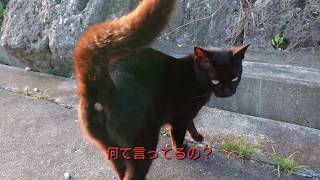 【黒猫】もの凄くおしゃべり大好き黒猫のクロちゃん！ねらぐらから出て来て何しゃべる！？①