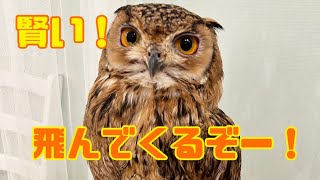 ファラオワシミミズクが飛んでくる！