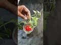 टमाटर की हाइब्रिड विधि tomato🍅 growing unique way hybrid tomato growing shorts tomato