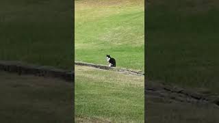 올림픽공원 고양이😽 Cats in Olympic Park in Seoul