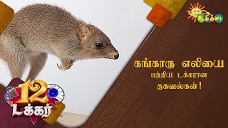 கங்காரு எலியை பற்றிய டக்கரான தகவல்கள்! |  12 Tucker | Adithya TV