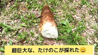 今が旬の【たけのこ】を掘って食べる❗❗山を所有してる同僚が凄い😆　香取市小見川にて…　たけのこ下処理・たけのこ料理　グルメ　