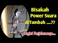 Cara Menambah Power Suara Pada Burung Cendet, Bisakah ???